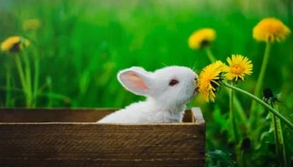 爱游戏体育客户端-大连英博客场表现稳健，积分稳步攀升，大连英新科技有限公司