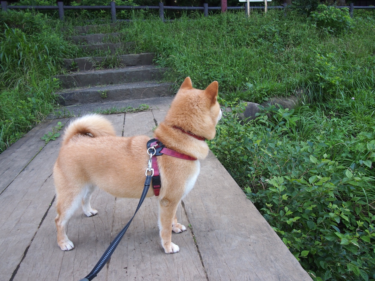 爱游戏体育（AYX）官方APP下载-青少年足球“多元+特色”赛事布局不断优化，行业活力持续释放，青少年足球普及