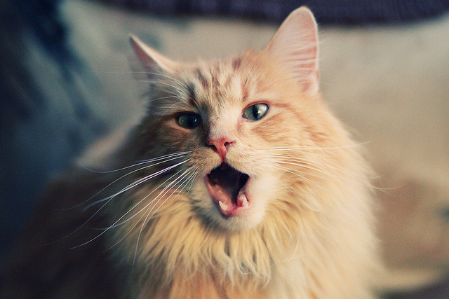 爱游戏体育（AYX）官方APP下载-云达不来梅对决波鸿，保级大战分胜负，云达不来梅vs奥格斯堡