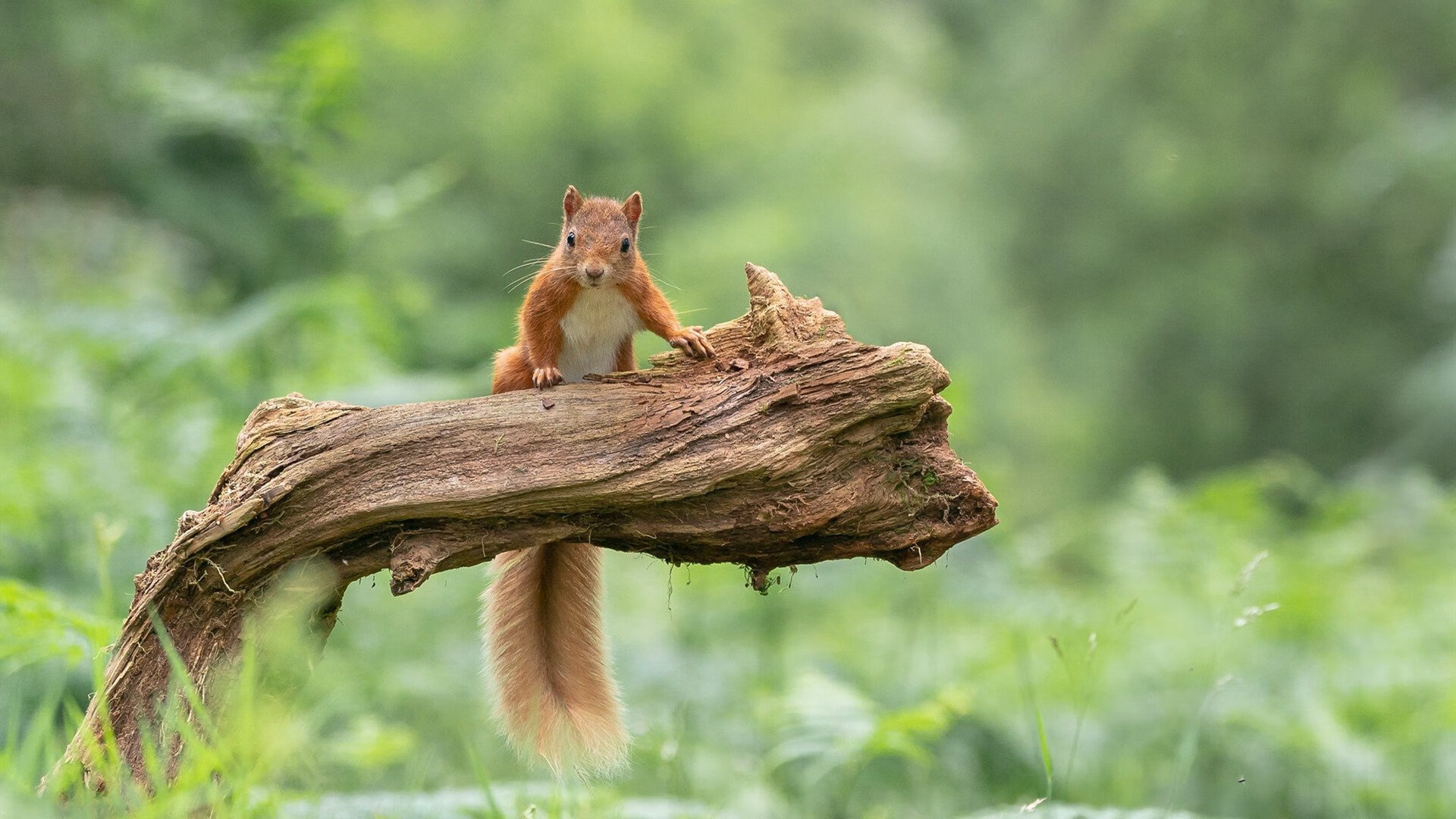 爱游戏app-拜仁慕尼黑持续领跑德甲，争冠形势稳定