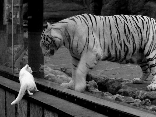 爱游戏体育-梅西职业生涯480球，刷新国际比赛纪录再次引爆热议，梅西生涯第600球